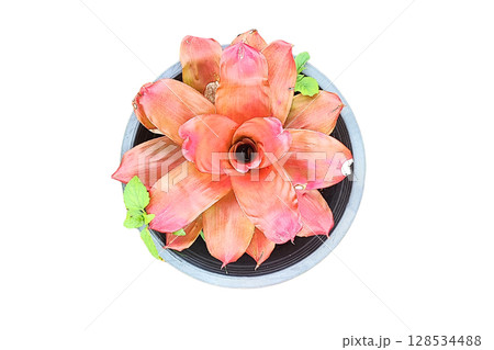 Hylaeaicum eleutheropetalum Flower PNG Transparent Background 128534488
