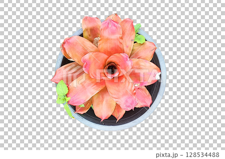 Hylaeaicum eleutheropetalum Flower PNG Transparent Background 128534488