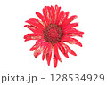 Barberton Daisy Flower PNG Transparent Background. 128534929