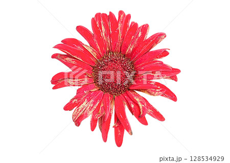 Barberton Daisy Flower PNG Transparent Background. 128534929