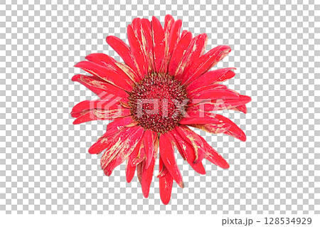 Barberton Daisy Flower PNG Transparent Background. Barberton Daisy Flower PNG Transparent Background. 128534929