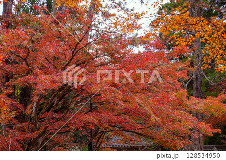 京都　秋の西明寺 128534950