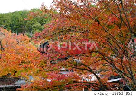 京都　秋の西明寺 128534953