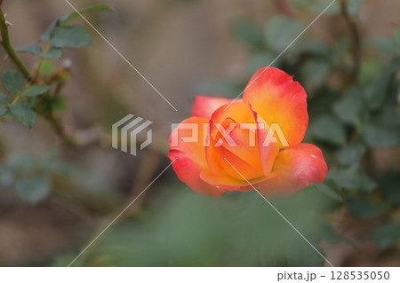 荒尾市　おもやい市民花壇　バラの花、 128535050