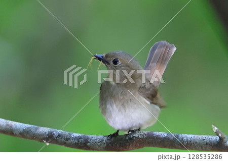 餌を運ぶメスのオオルリ 128535286