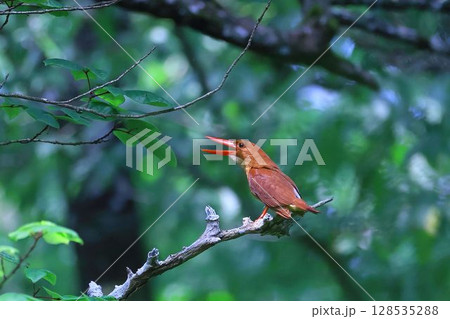 森の中でキョロロローとさえずるアカショウビン 128535288