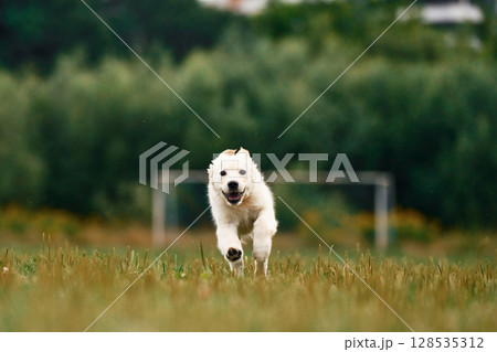 Front view. Active puppy of golden retriever is running on the green field Front view. Active puppy of golden retriever is running on the green field 128535312