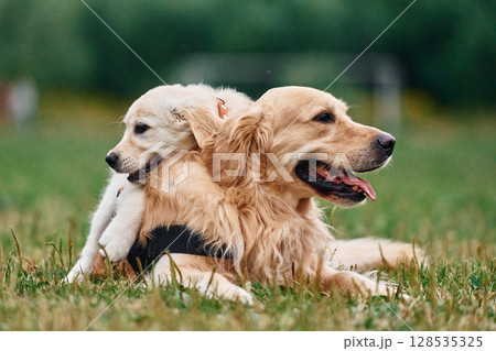 Adult and puppy golden retrievers. Two dogs are on the field outdoors 128535325