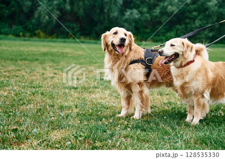 Two golden retrievers are standing outdoors on the green field 128535330
