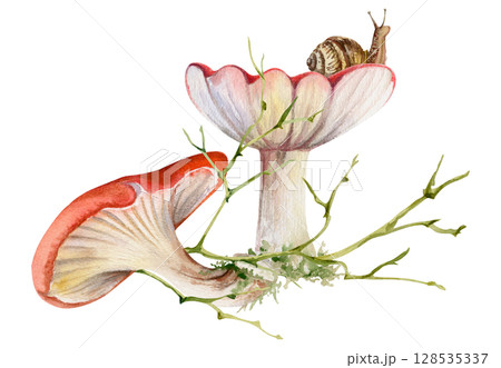 Russula webcap mushroom, snail on top, naked twisting twigs branches. Forest woodland floor habitat scene. Illustration hand drawn in watercolor. Foraging logbooks, gardening notebooks, nature posters 128535337