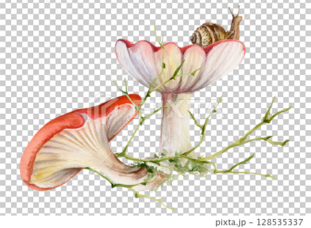 Russula webcap mushroom, snail on top, naked twisting twigs branches. Forest woodland floor habitat scene. Illustration hand drawn in watercolor. Foraging logbooks, gardening notebooks, nature posters 128535337