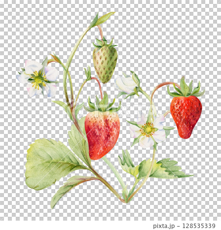 Strawberry on stems with flowers leaves vines tendrils, hanging ripe garden berry pineberry strasberry. Isolated botanical illustration hand drawn in watercolor. Farmers market, eco gardening calendar Strawberry on stems with flowers leaves vines tendrils, hanging ripe garden berry pineberry strasberry. Isolated botanical illustration hand drawn in watercolor. Farmers market, eco gardening calendar 128535339