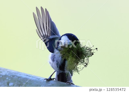 巣材を口いっぱいにくわえたシジュウカラ 128535472