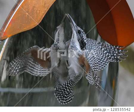 カーミラーの自分に恋して抱擁するヤマセミ 128535542