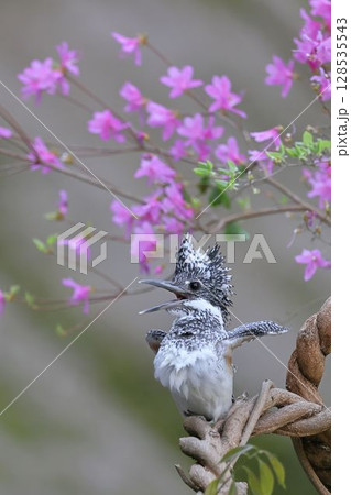 つつじの花をバックにポーズをとるヤマセミ 128535543