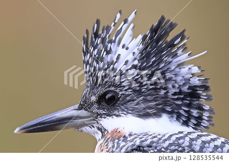 オスのヤマセミのどアップ写真 128535544