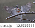 雪の日、二匹の魚を捉えて止まり木に止まろうとするヤマセミ 128535545