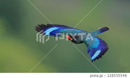 獲物を追いかけ飛翔するブッポウソウ 獲物を追いかけ飛翔するブッポウソウ 128535549