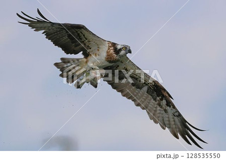 ブラックバスを捕獲して悠々と飛翔するミサゴ ブラックバスを捕獲して悠々と飛翔するミサゴ 128535550