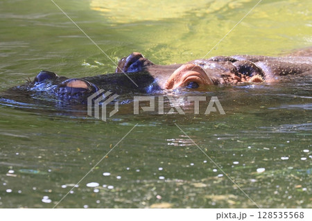水面から花と目を出すカバ 128535568