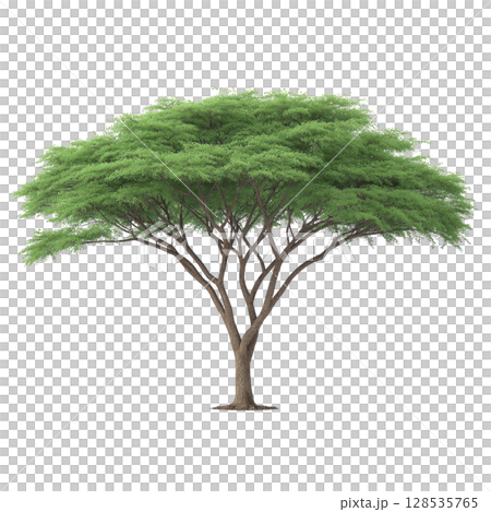 Lush green acacia tree with wide canopy and slender trunk stands isolated on transparency background, showcasing its natural beauty and intricate branch structure 128535765