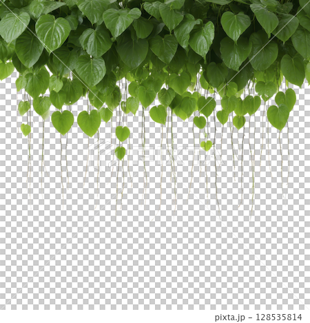 Lush green heart shaped leaves with long hanging roots create natural curtain effect against transparency background, evoking sense of tranquility and nature beauty 128535814