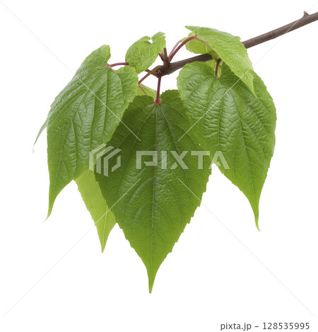 Close up of vibrant green leaves on branch, showcasing their detailed texture and natural beauty. leaves are fresh and healthy, indicating thriving plant 128535995