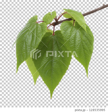 Close up of vibrant green leaves on branch, showcasing their detailed texture and natural beauty. leaves are fresh and healthy, indicating thriving plant 128535995