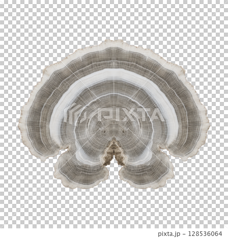 Close up of cross section of tree trunk reveals intricate growth rings and natural patterns, showcasing beauty of nature design. concentric circles highlight tree age and history Close up of cross section of tree trunk reveals intricate growth rings and natural patterns, showcasing beauty of nature design. concentric circles highlight tree age and history 128536064