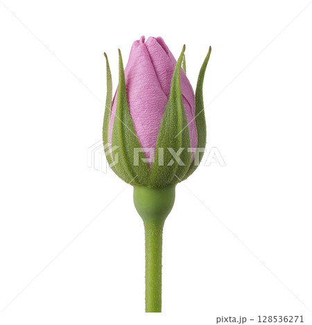 Single pink rosebud with green sepals and stem is shown against transparency background, highlighting its delicate texture and vibrant color. image captures beauty and simplicity of flower Single pink rosebud with green sepals and stem is shown against transparency background, highlighting its delicate texture and vibrant color. image captures beauty and simplicity of flower 128536271