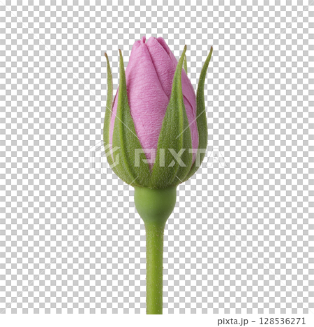 Single pink rosebud with green sepals and stem is shown against transparency background, highlighting its delicate texture and vibrant color. image captures beauty and simplicity of flower Single pink rosebud with green sepals and stem is shown against transparency background, highlighting its delicate texture and vibrant color. image captures beauty and simplicity of flower 128536271