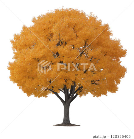 Vibrant tree with bright orange leaves stands alone, showcasing beauty of autumn. foliage is dense and full, creating striking contrast against bare branches beneath 128536406
