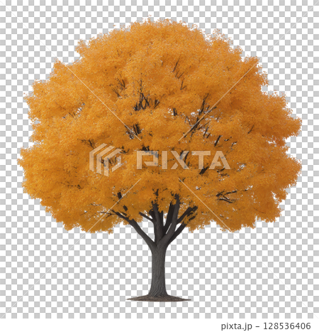 Vibrant tree with bright orange leaves stands alone, showcasing beauty of autumn. foliage is dense and full, creating striking contrast against bare branches beneath 128536406