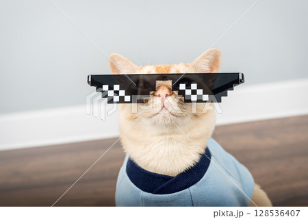 Burmese cat wearing pixelated glasses and a blue T-shirt. 128536407