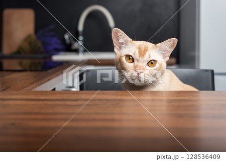 A Burmese cat peers out from behind a tabletop. 128536409