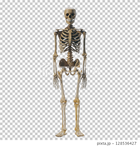 Human skeleton model stands upright, showcasing bones such as skull, ribcage, and pelvis. anatomical structure is detailed, highlighting skeletal system complexity 128536427
