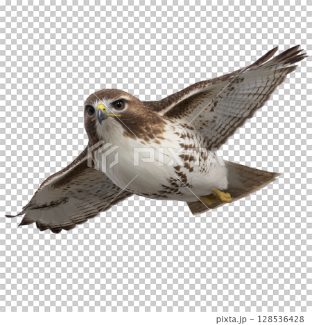 Majestic hawk soars through sky, showcasing its impressive wingspan and sharp gaze. bird detailed feathers and focused expression highlight its grace and power in flight 128536428