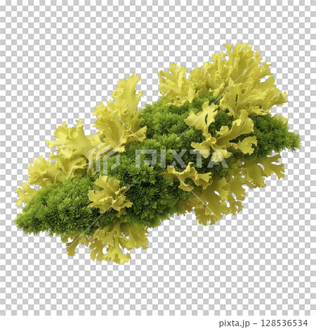 Vibrant cluster of green and yellow lichen with intricate textures and organic shapes, showcasing nature beauty and diversity. lichen appears lush and detailed Vibrant cluster of green and yellow lichen with intricate textures and organic shapes, showcasing nature beauty and diversity. lichen appears lush and detailed 128536534