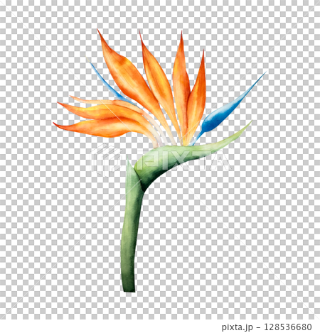 Realistic Strelitzia flower. Watercolor hand drawn tropical bird of paradise with green leaves. Isolated botanical illustration on transparent background. Perfect for tropical design projects. For Realistic Strelitzia flower. Watercolor hand drawn tropical bird of paradise with green leaves. Isolated botanical illustration on transparent background. Perfect for tropical design projects. For 128536680