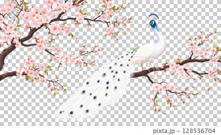Pink cherry blossoms blooming on a cherry tree branch with birds on a white background. 128536704