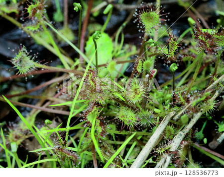 食虫植物モウセンゴケ群生 128536773