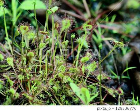 食虫植物モウセンゴケ群生 128536776