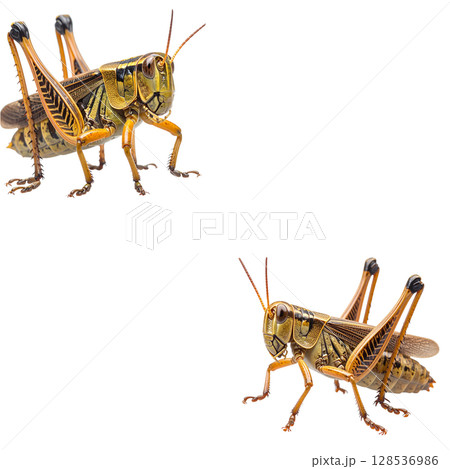 Close-up of a green grasshopper or brown grasshopper isolated on white background. Close-up of a green grasshopper or brown grasshopper isolated on white background. 128536986