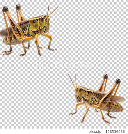 Close-up of a green grasshopper or brown grasshopper isolated on white background. 128536986