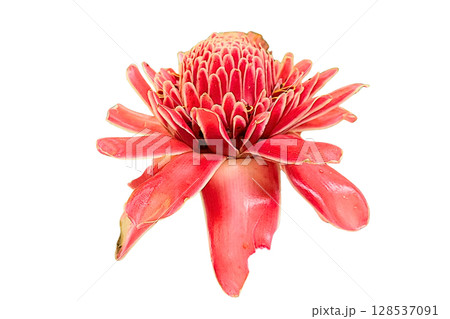 Etlingera elatior Flower PNG Transparent Background Etlingera elatior Flower PNG Transparent Background 128537091