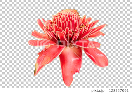 Etlingera elatior Flower PNG Transparent Background Etlingera elatior Flower PNG Transparent Background 128537091