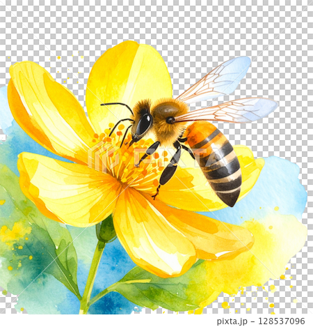 Golden bumblebee gathers honey and pollen from a bright yellow flower in a vibrant summer garden Golden bumblebee gathers honey and pollen from a bright yellow flower in a vibrant summer garden 128537096