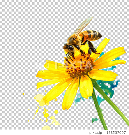 Golden bumblebee gathers honey and pollen from a bright yellow flower in a vibrant summer garden 128537097