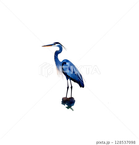 Blue heron, a majestic water bird, isolated on white Blue heron, a majestic water bird, isolated on white 128537098