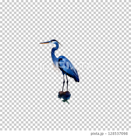Blue heron, a majestic water bird, isolated on white Blue heron, a majestic water bird, isolated on white 128537098